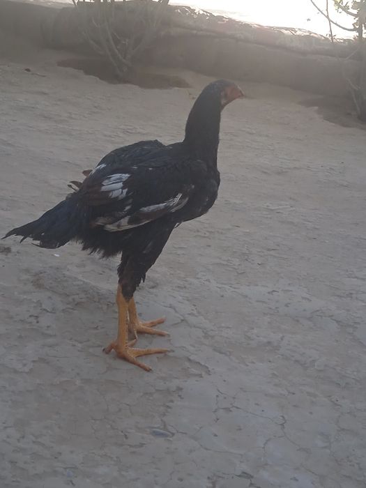 Дакан куланги жуда чемпион ни боласи 700.000