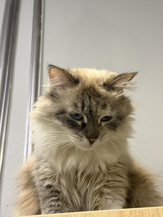 Кот в хорошие руки (бесплатно)