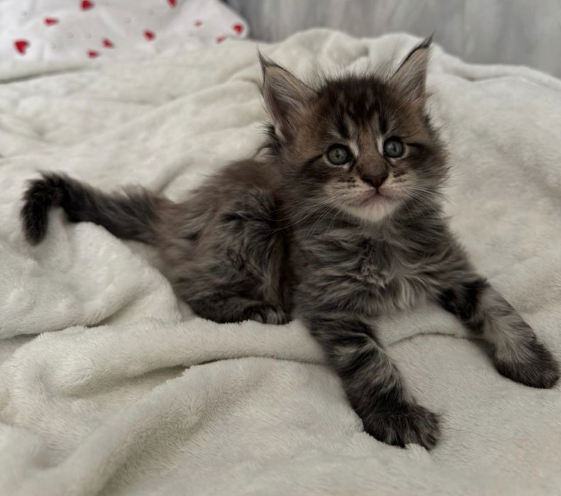 Котята Мейн-кун Алматы