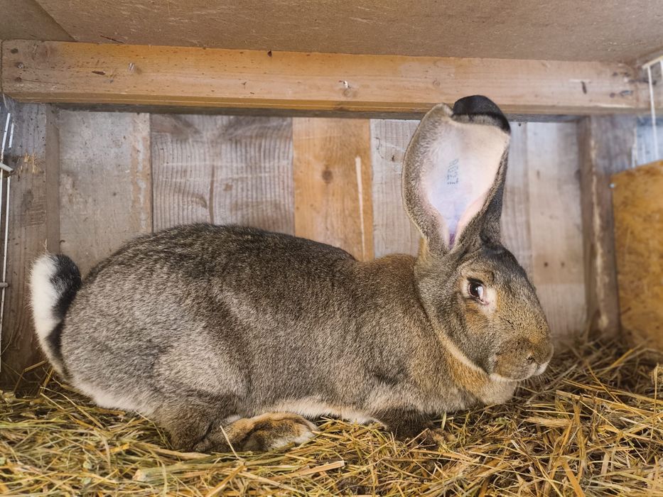 Iepuri urias german, adulti si pui