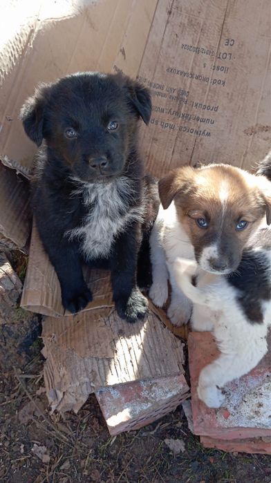 Подарявам кученца