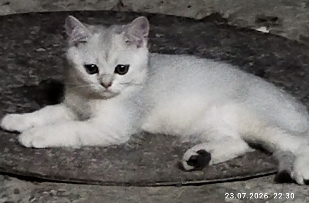 Срочно продаются шотландские котята