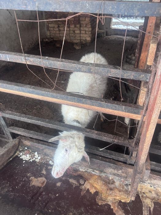 Козы/ Ешкілер порода