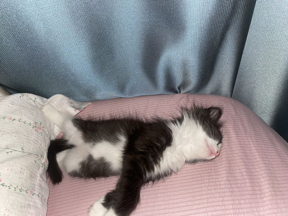 Котенок ищет дом