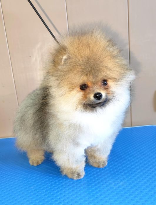 Померан на 90 дни