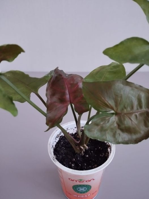 Сингониум Aron brown