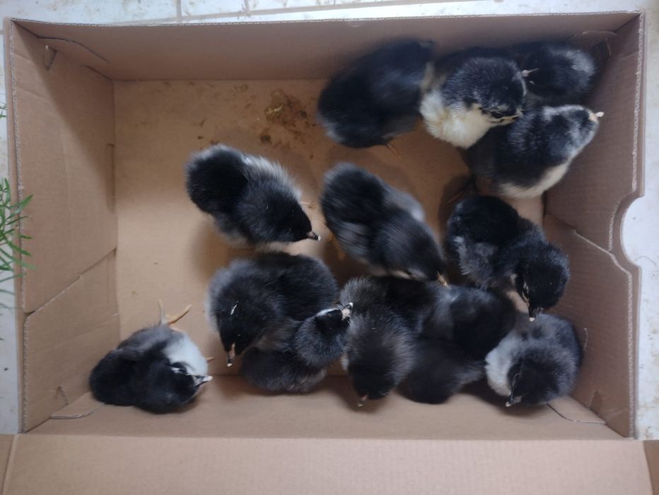 Pui australorp albastru, negru, splash din 14.05.2206