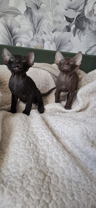 Канадский сфинкс чистокровные