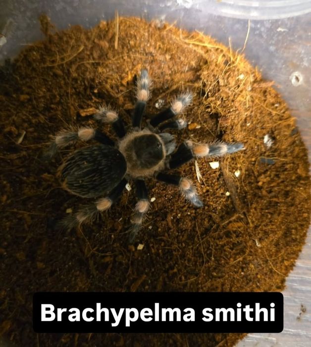Паук птицеед разных видов