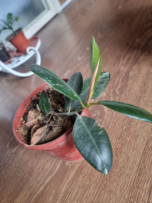 QORA SHAXZODA xona gullari ФИКУС Чёрный Принц Комнатных цветок 
Юнусоб