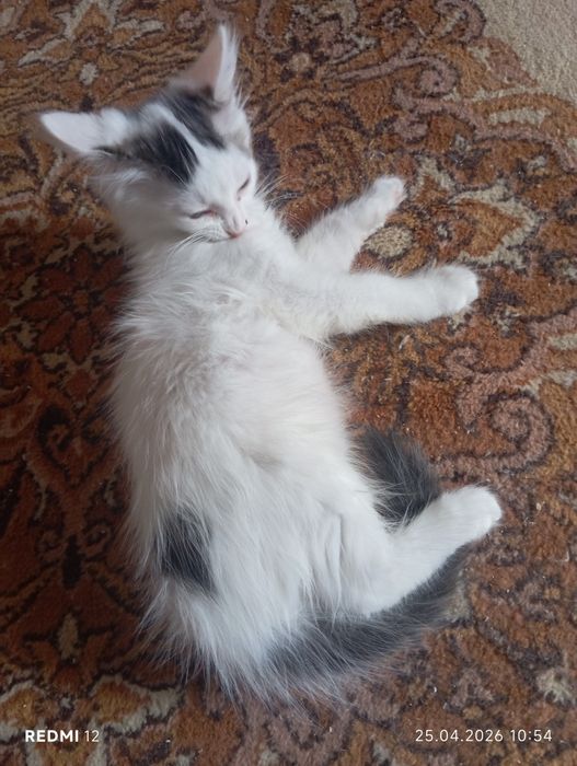 Отдаём котят в добрые руки