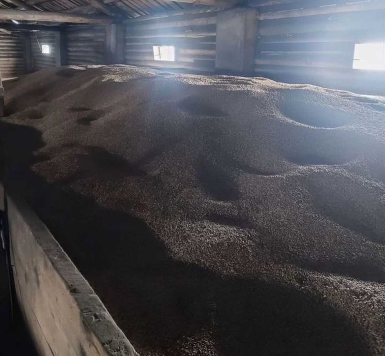 Продам зерно ячмень,