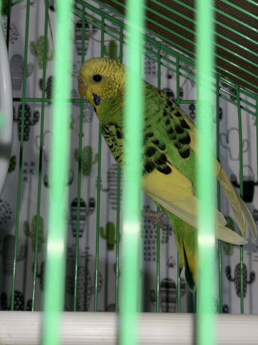 Попугаи Волнисиков