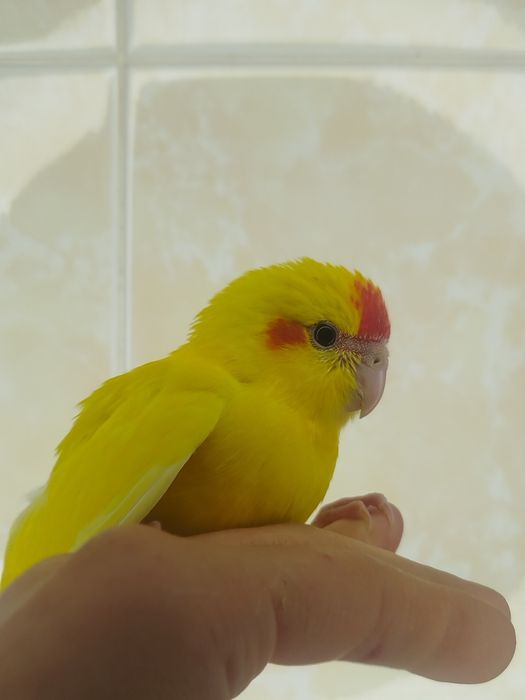 Ручной попугай какарик