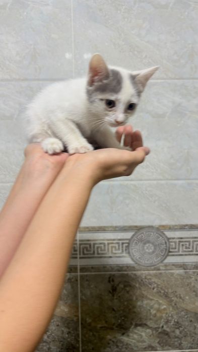Отдам котёнка в добрые руки