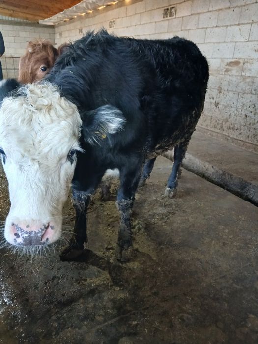 Продам две тёлки