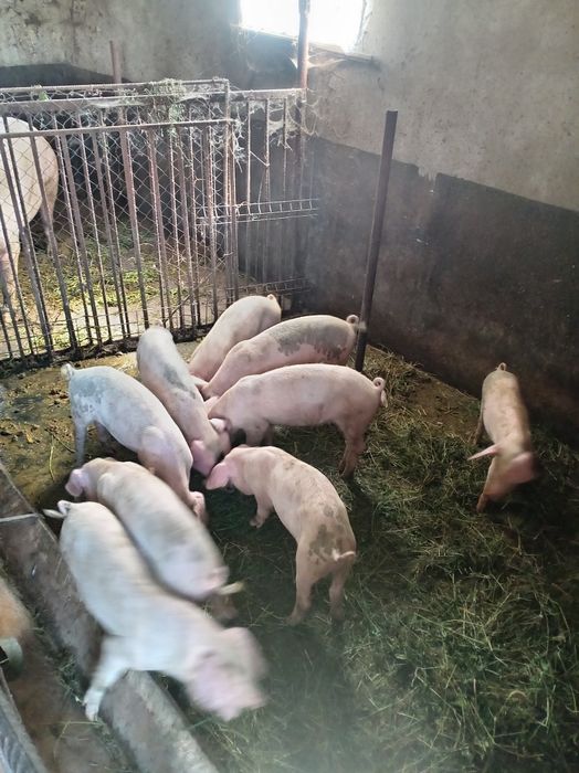 Vind baloti de lucerna
