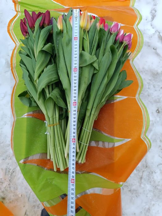 Тюльпаны в розницу от 550тг.