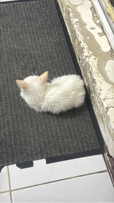 Котенок мальчик