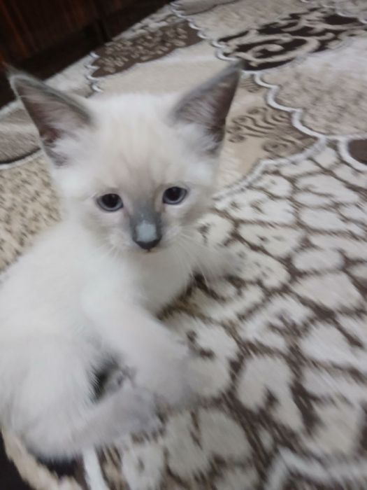 Siam mushukchalar sotiladi