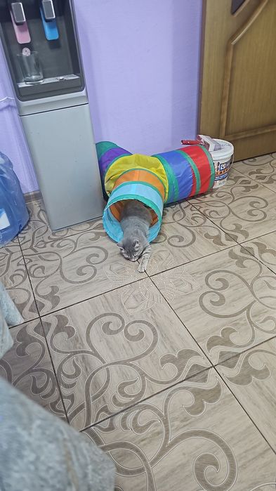 Отдам котёнка мальчик.