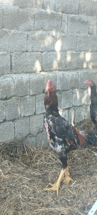 Dakan Xoʻroz sotiladi