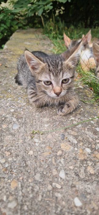 Pisoi pentru adoptie