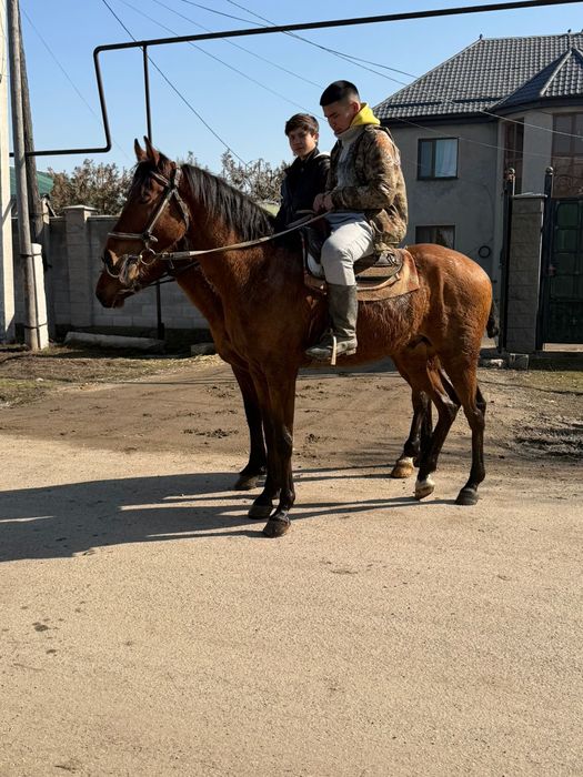 Лошадь Айгыр Жылкы