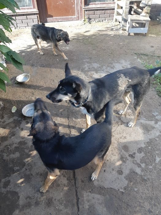 Собака ищет дом и хорошие руки