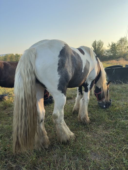 Armasar gypsy vanner pentru reproducere