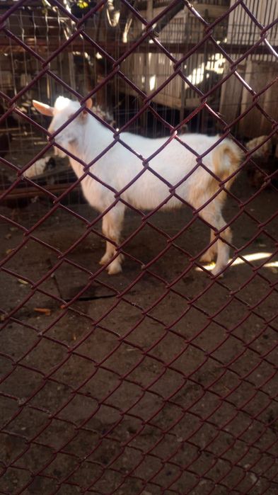 Vand tap pentru reprofuctie