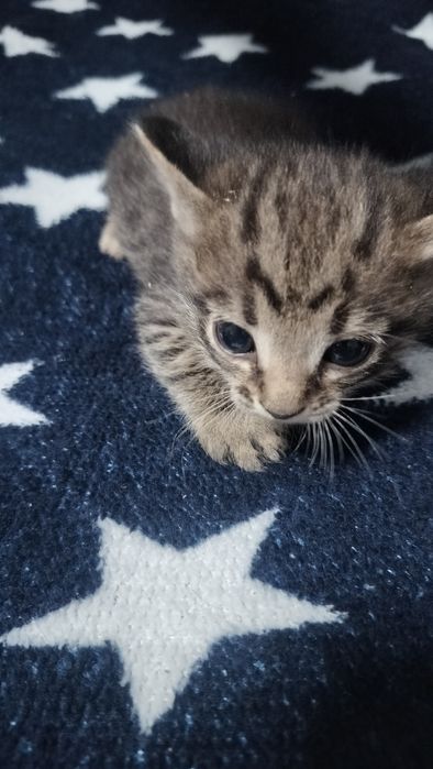 4 котенка 3 мальчика и 1 девочка