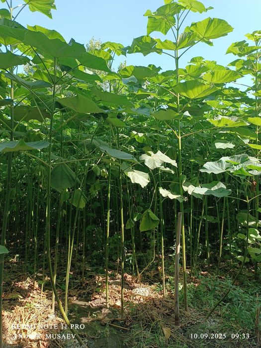 Павлония 1 йиллик кўчатлари