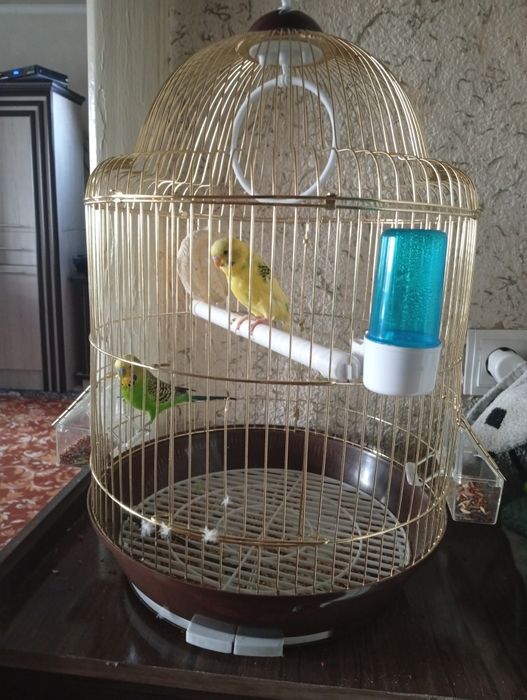 Волнистые попугаи