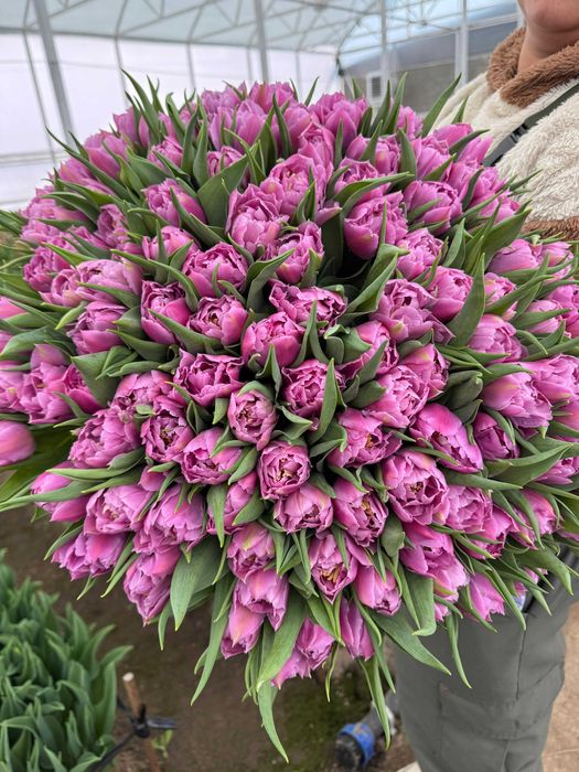 Тюльпаны оптом. Не дорого. По договору