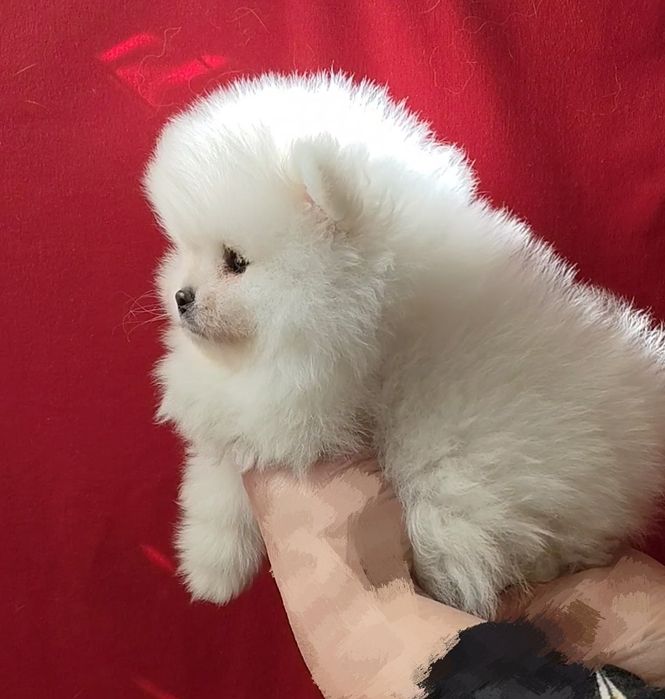 Мальчик померанчик