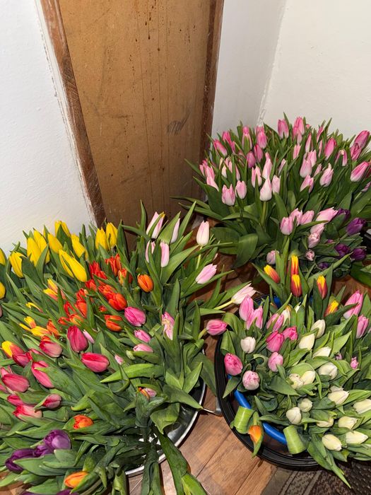 Тюльпаны по 700!!!