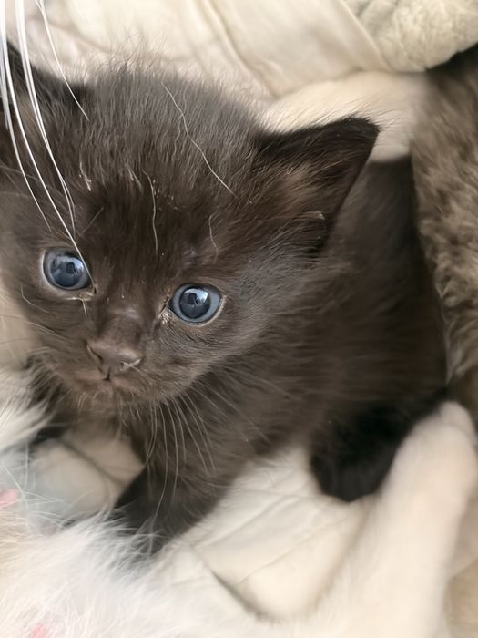 Котята в хорошие руки