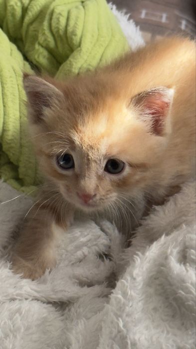 Котенка маленький