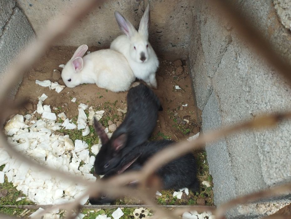 1kg 70 min soʻyippamberamiz Toza zotli kici kota 4kg gacha quyonlar so