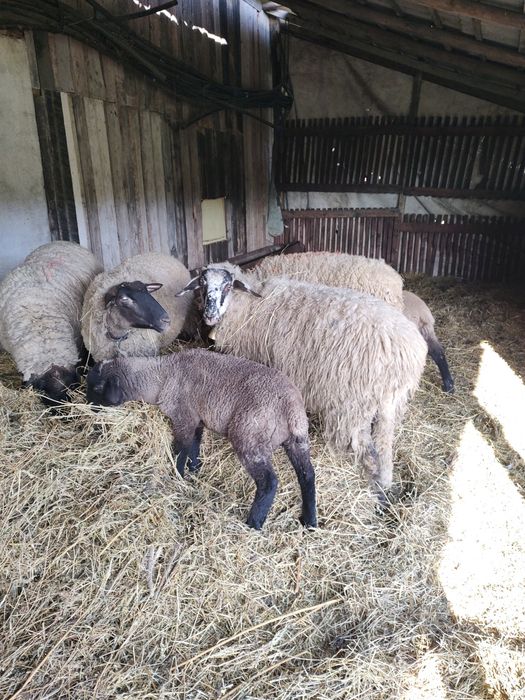 Oi de vânzare ,zona Cluj