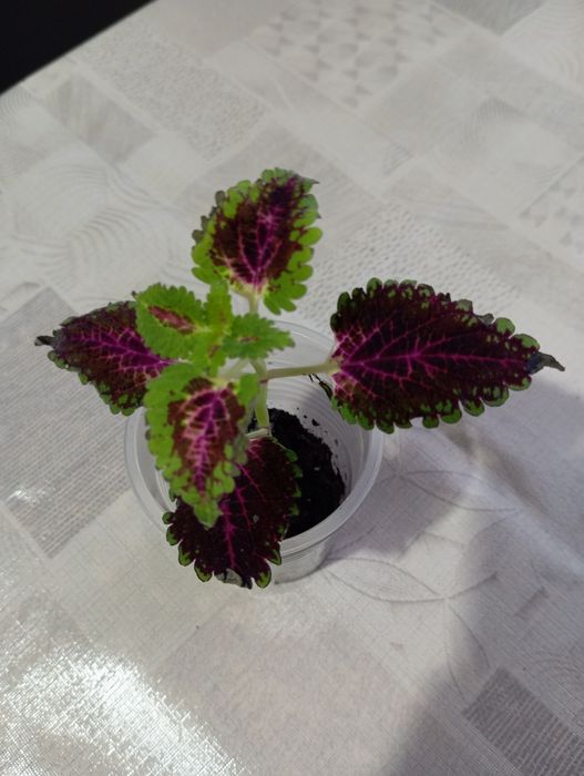 Укоренённые колеусы