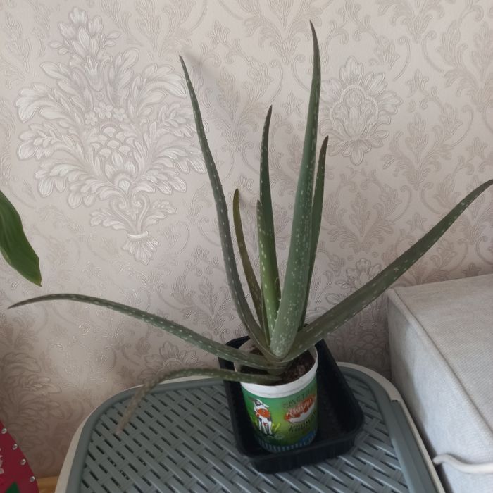 Продам излишки комнатных растений