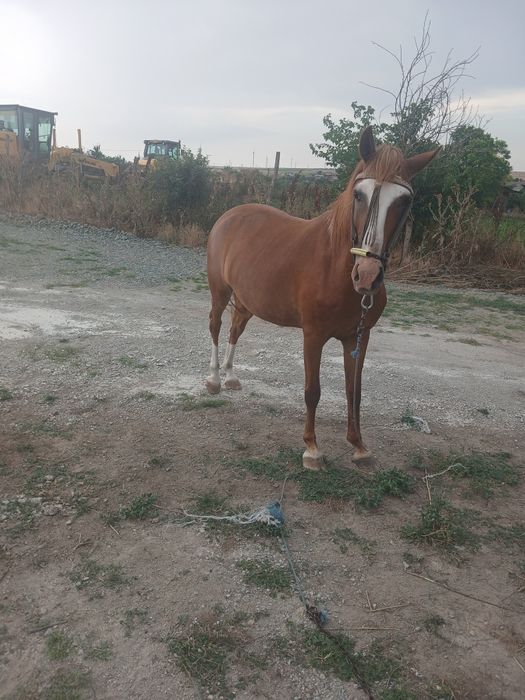 Iapă de vânzare imediat