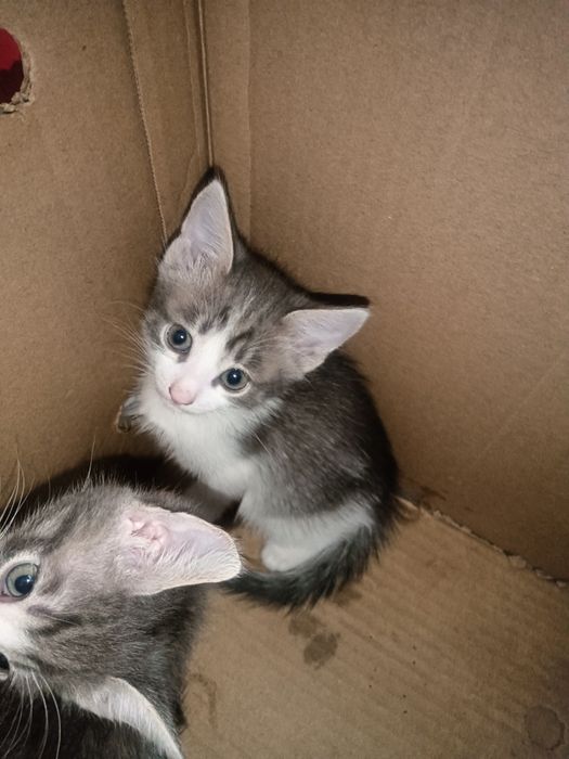 Отдам в хорошие руки