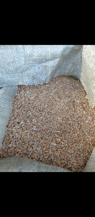 Продам зерно отходы отруби