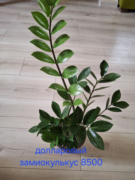 Комнатные растения домашние