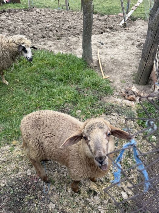 Агнета от домашно стопанство