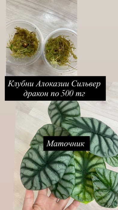 Комнатные растения