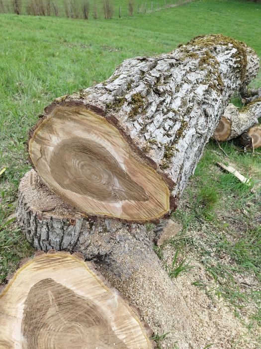 Trunchi de nuc fara crăpături